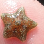 A tiny cushion star found in Cornish Rock pools.