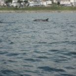 Dolphins at Hannafore, Looe