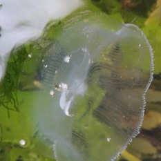 Crystal jellyfish in a rock pool at Looe Island, Cornwall