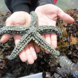 Spiny starfish