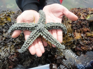 A spiny starfish 