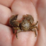 Broad clawed porcelain crab, Cornwall.