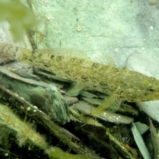 Rock goby, a common rock pool fish in Cornwall.