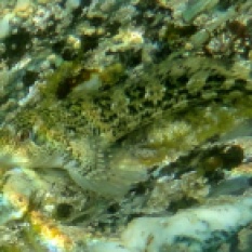 Shanny, a type of blenny with underwater rainbow in a Cornish Rock Pool.