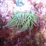 Anemone in a Cornish rock pool.