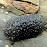 Celtic sea slug, Porth Mear. In a Cornish rock pool.