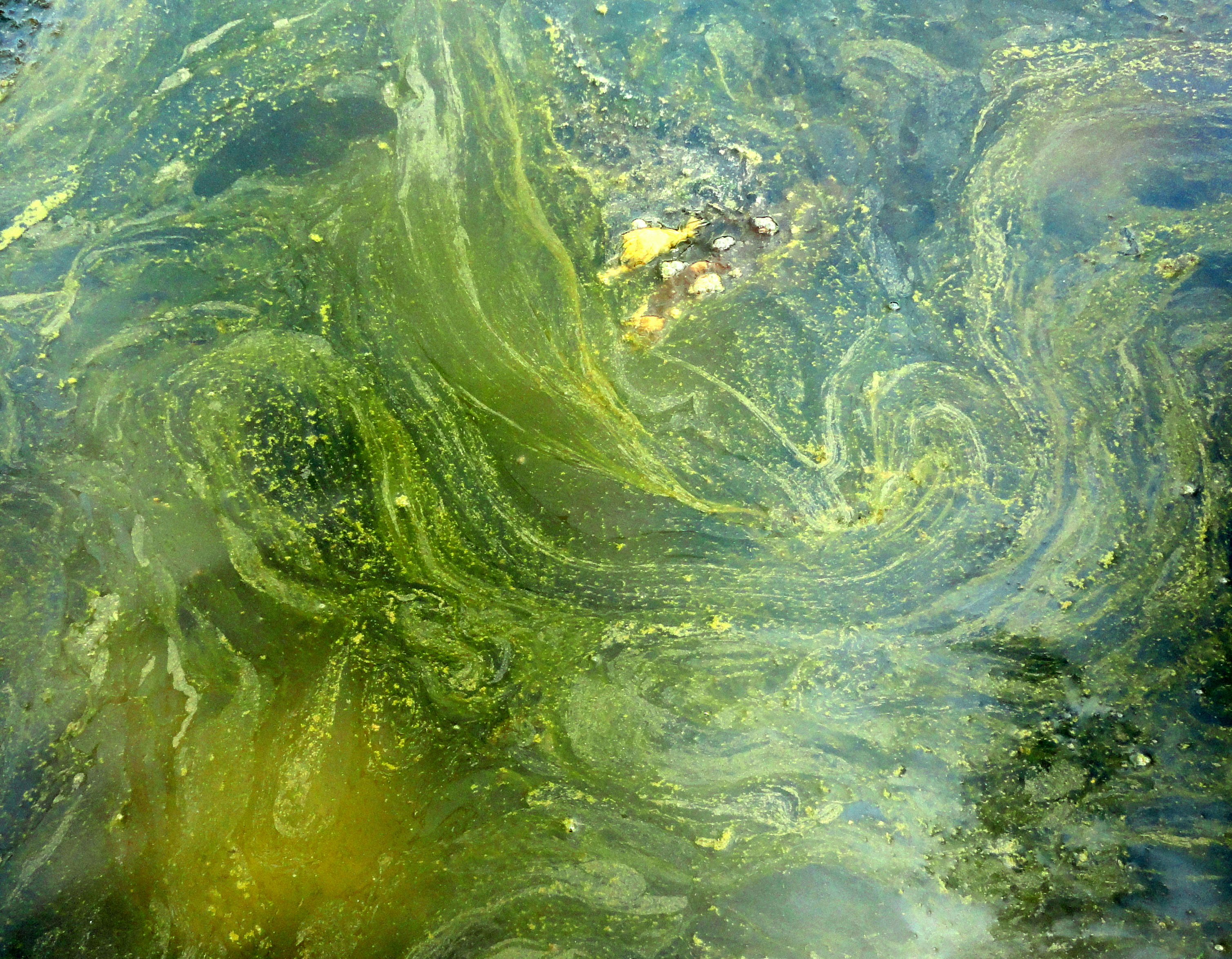 Бурные водоросли. Ил в воде. Речное дно. Ил в водоеме. Речные водоросли.
