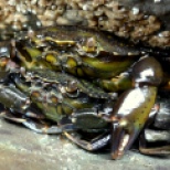 Green shore crab couple