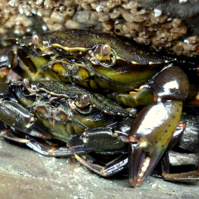 Green shore crab couple