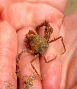 Inachus phalangium, spider crab. Mawgan Porth.