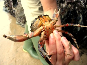 Green shore crab at Mawgan Porth