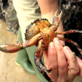 Green shore crab at Mawgan Porth