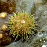 Shore urchin