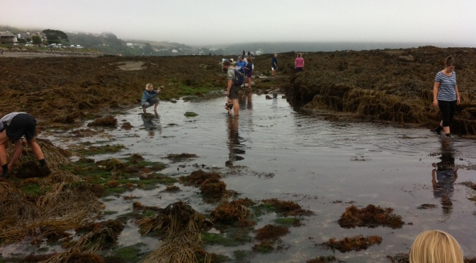 Join the search – Help monitor our Cornish Rock Pools