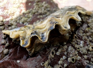 Side view of Pacific Oyster in Cornish Rock Pool