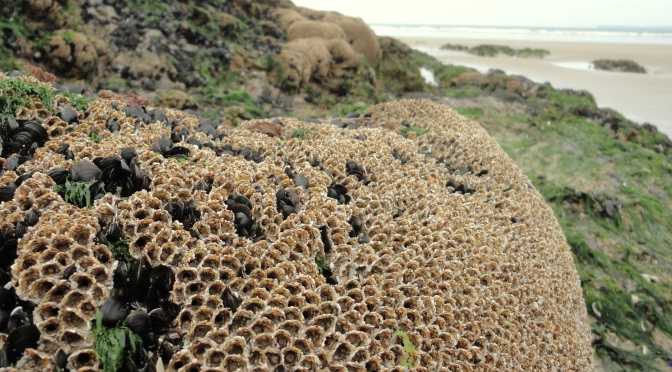 Cornish Rock Pools visits Brittany – Honeycomb Worm Reef