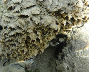 Honeycomb worm reef, Cornish Rock Pools