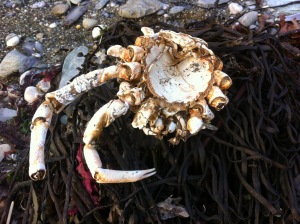 Remains of a spider crab at Lansallos