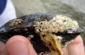 Edible mussel with barnacles attached