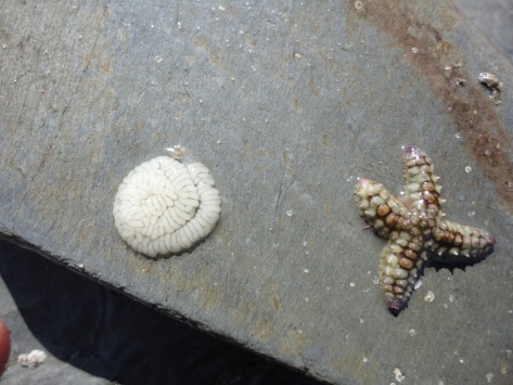 Mum's rock - spiny starfish and sea slug eggs