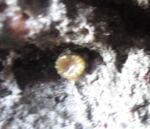 A blurry shot of a Devonshire cup coral in a Cornish rock pool