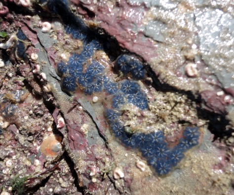 A blue star ascidian (Botryllus schlosseri) in a Cornish rock pool