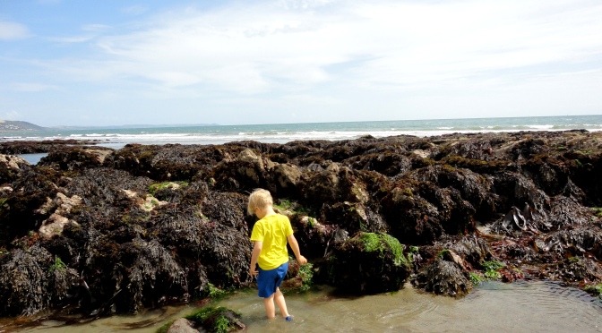 Rock Pooling and Marine Events in Cornwall this Summer