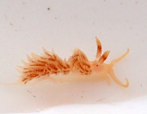 Facelina annulicornis- a rather lovely sea slug