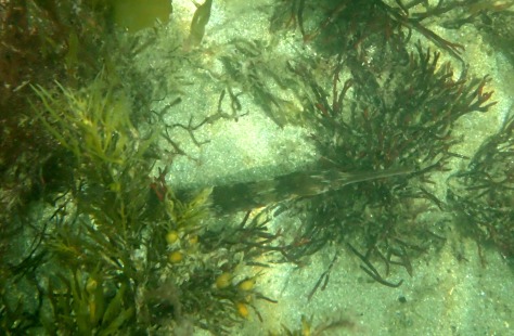 The greater pipefish looks out from the weeds