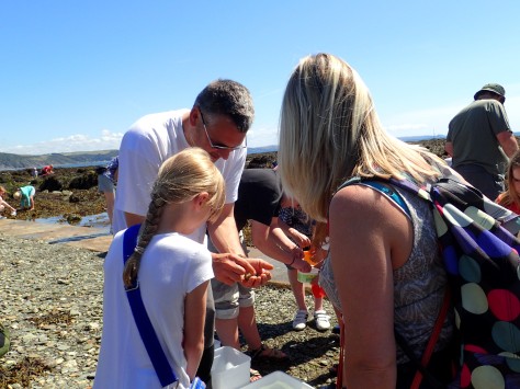 Learning about crabs with a Looe Marine Conservation Group volunteer