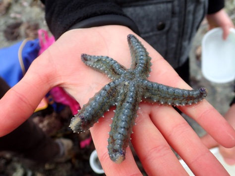 A child holding the spiny starfish.