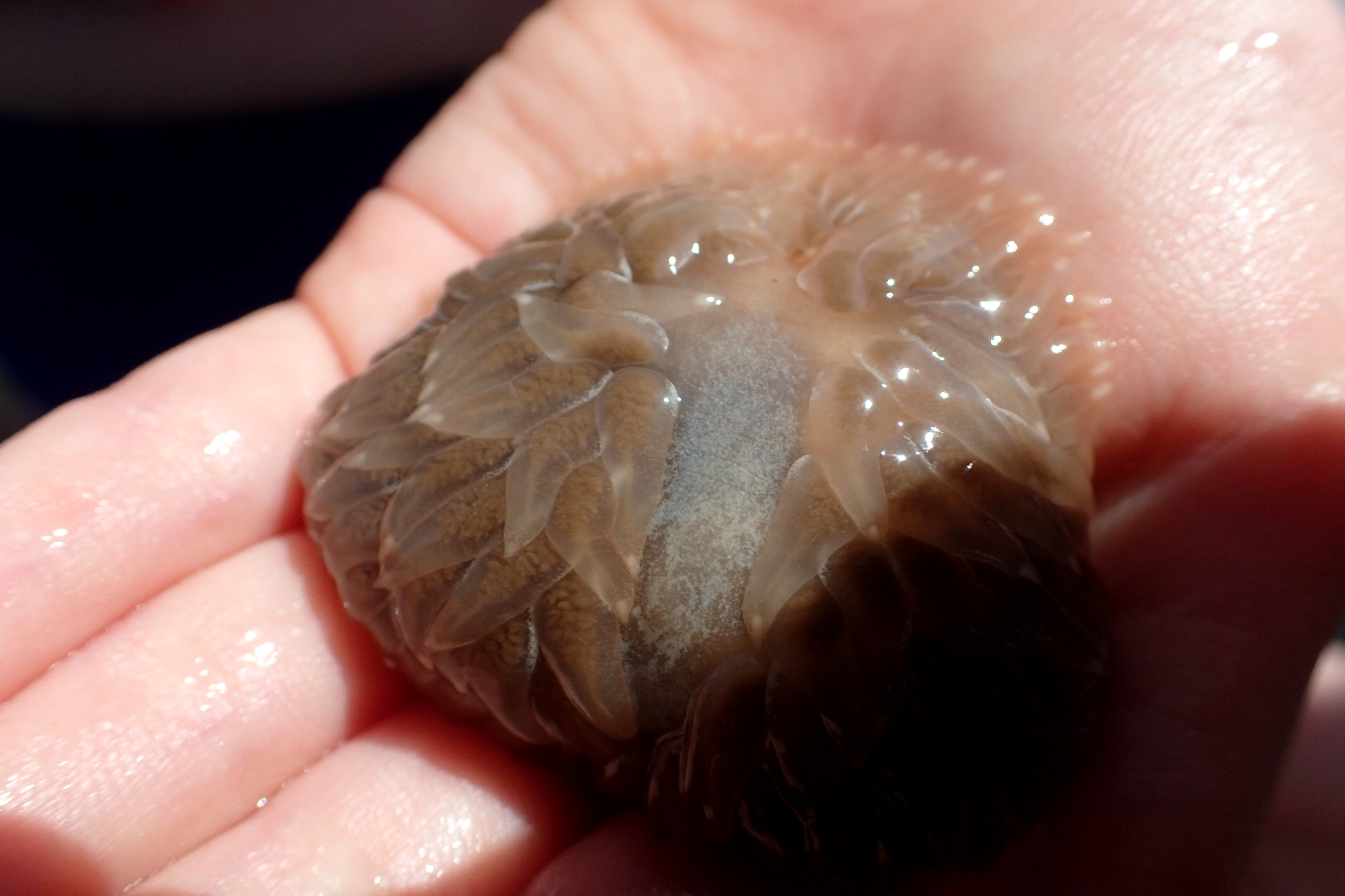 Out of the water, sea slugs appear to be blobs of jelly. In the water they are transformed.