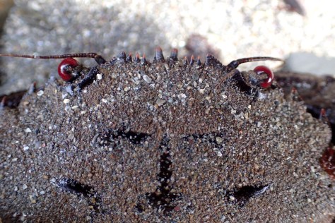 The unmistakeable red eyes of the velvet swimming crab.