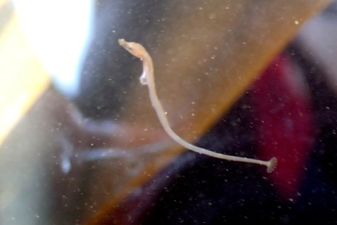 A recently-hatched Greater pipefish baby.