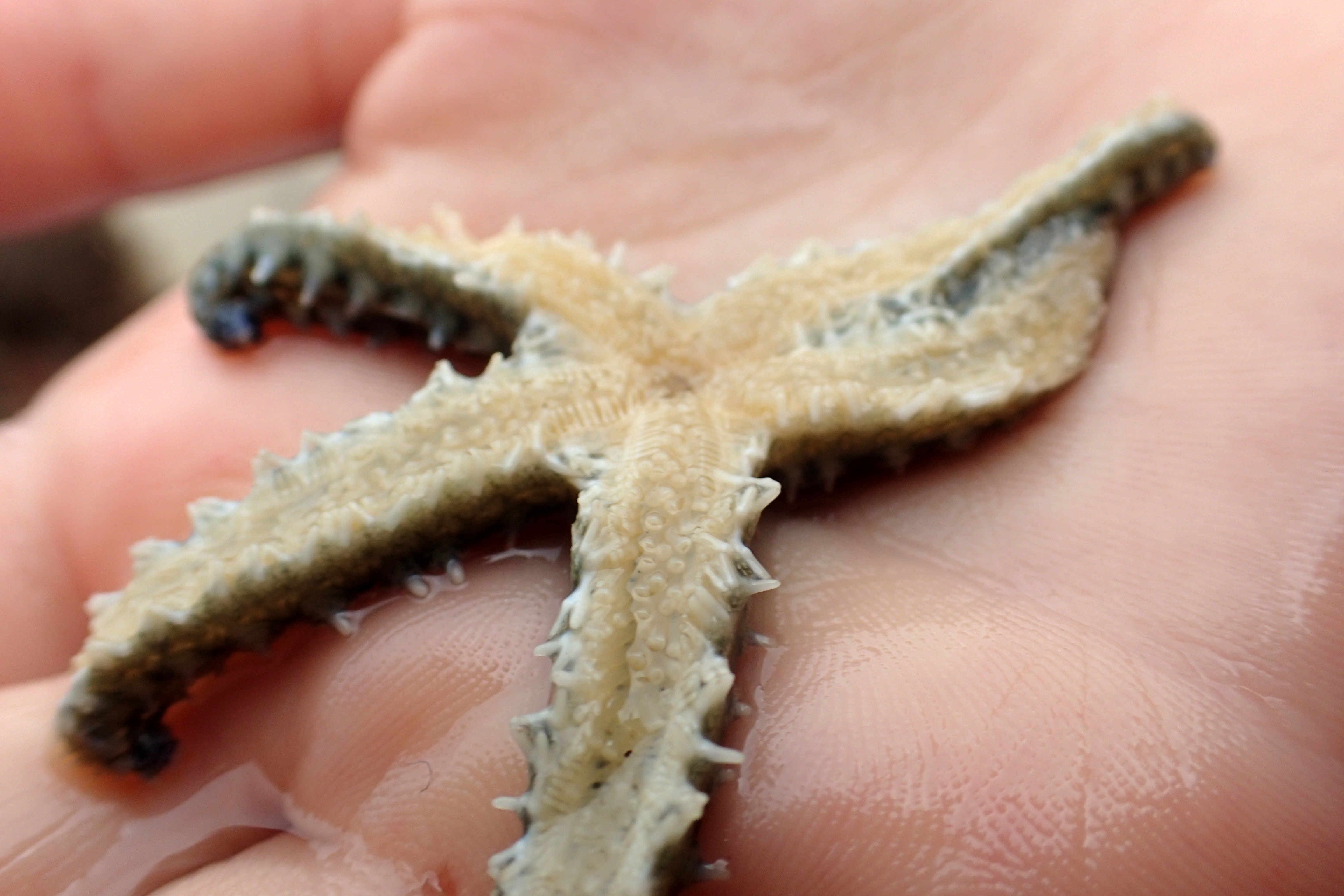 Children love holding starfish - when you turn them over it's easy to see how they move around on their tentacle feet.