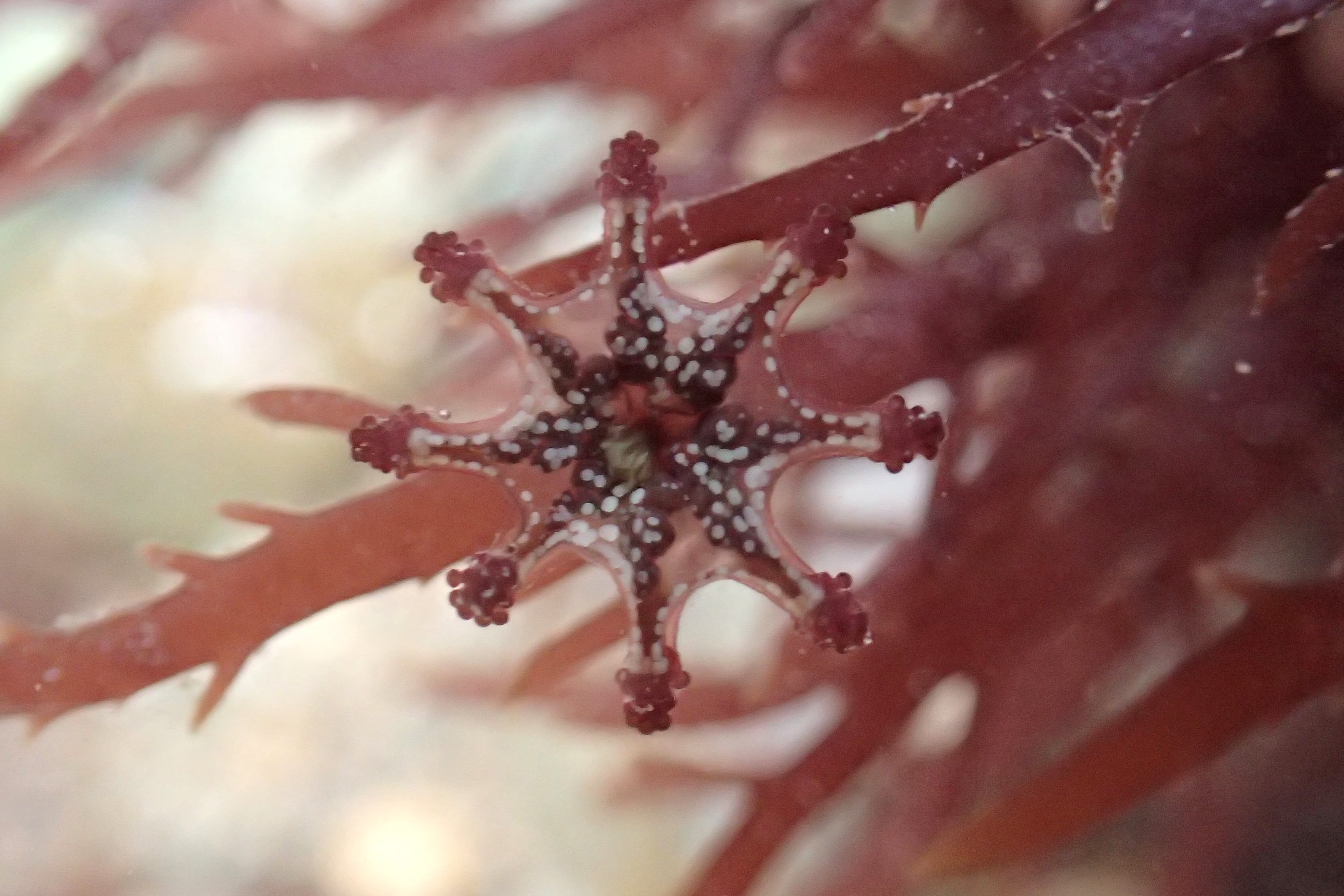 Cornish rockpool junior's first stalked jellyfish - Calvadosia cruxmelitensis
