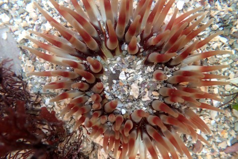 Festive colours in the Cornish rock pools - a Dahlia anemone