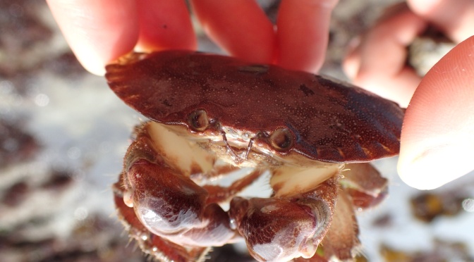 Edible crab - common in Cornwall's rock pools.