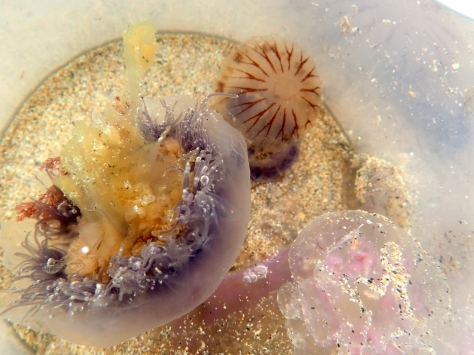 A jellyfish medley at Treyarnon Bay! Left is a Blue jellyfish, top is a compass jellyfish and bottom-right is a moon jellyfish.