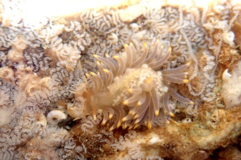 Calma glaucoides and its eggs. See how pretty sea slugs are!