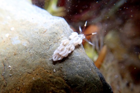 A pale-coloured Favorinus branchialis sea slug