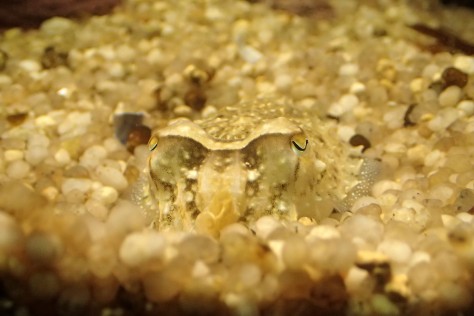 Cuttlefish, like this one in an aquarium, are masters of disguise.