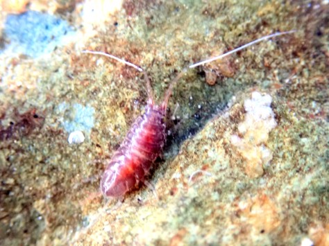 Janira maculosa - a marine isopod