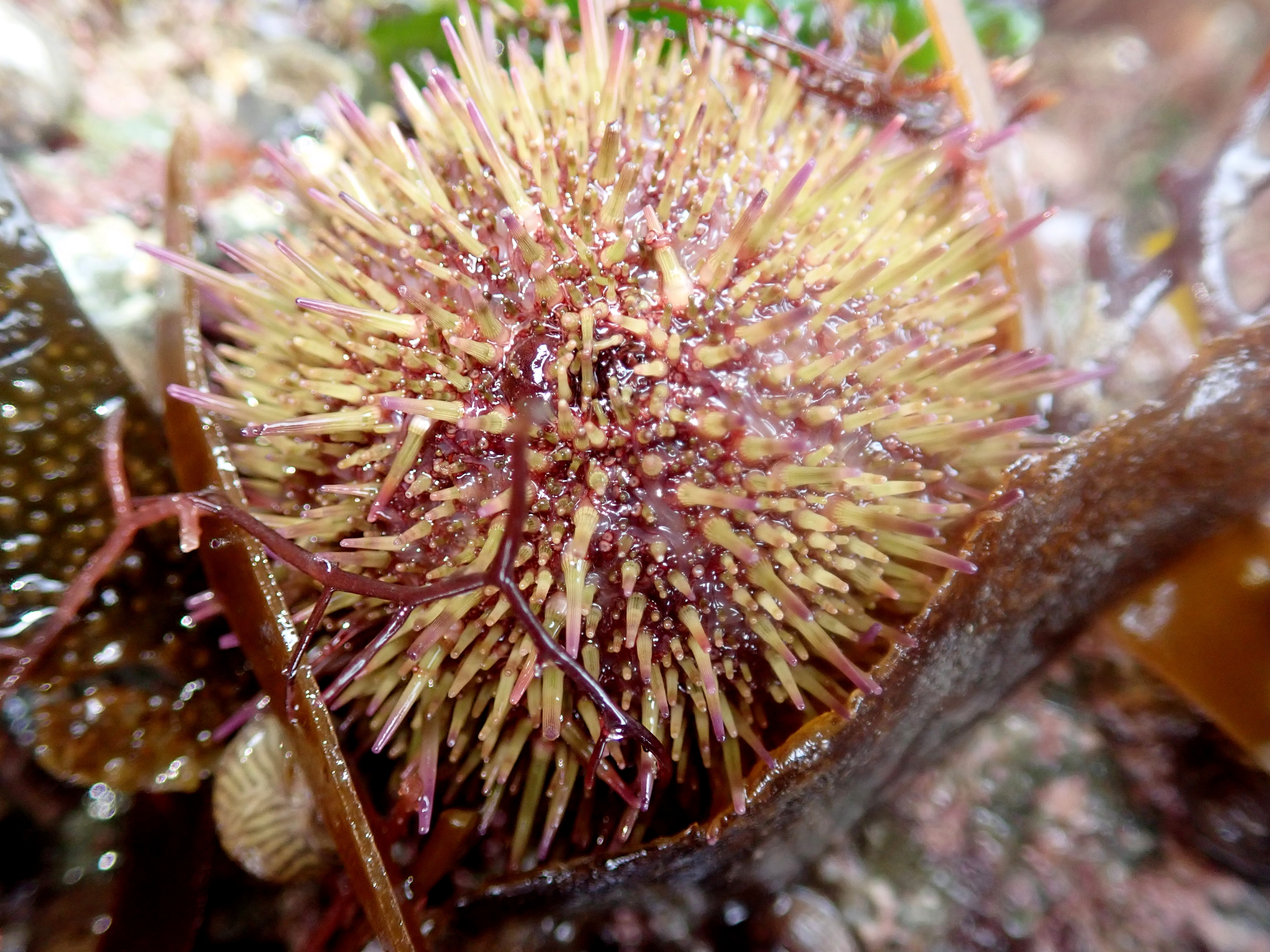 A green shore urchin with purple-tipped spines