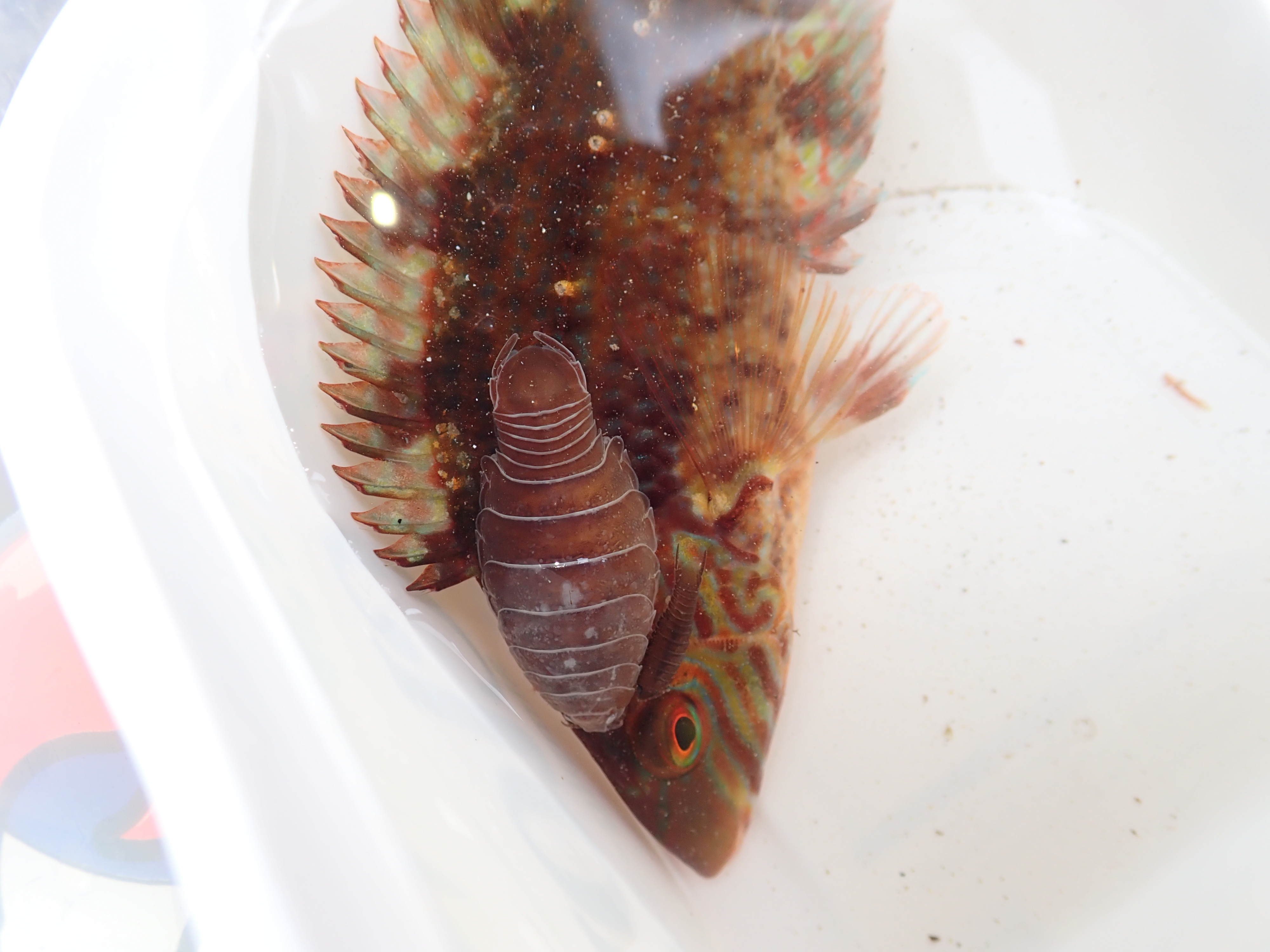 Enough to put you off your food - Anilocra physodes parasitic isopods feeding on the wrasse.