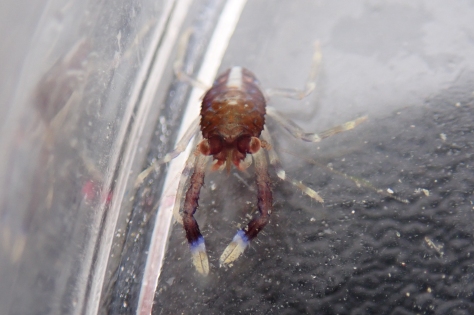 Tiny squat lobster about 5mm long (Galathea sp.) at Coverack, Lizard