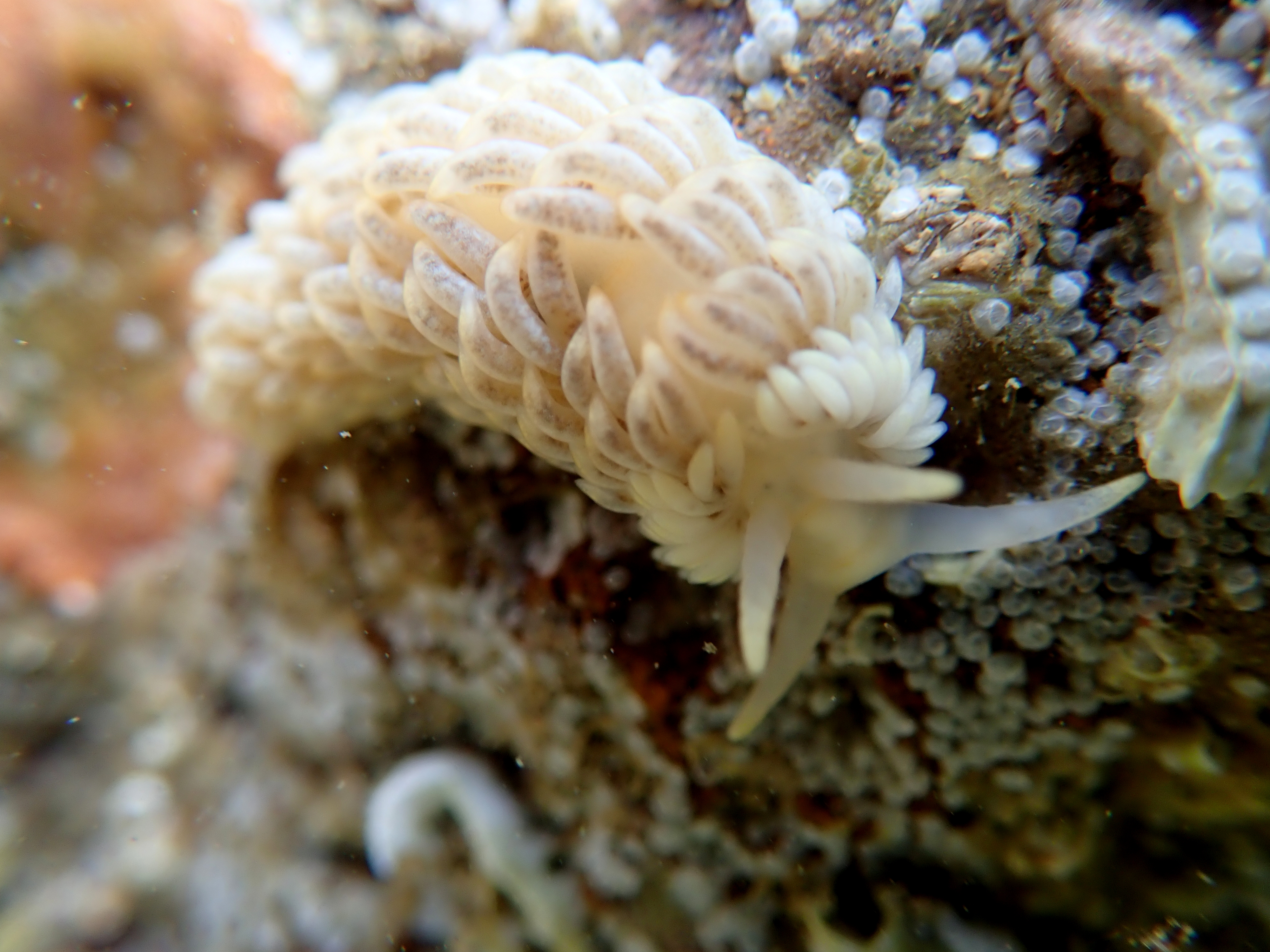 Aeolidella alderi - the white-ruffed sea slug