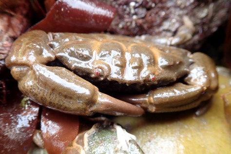 Xantho hydrophilus crab