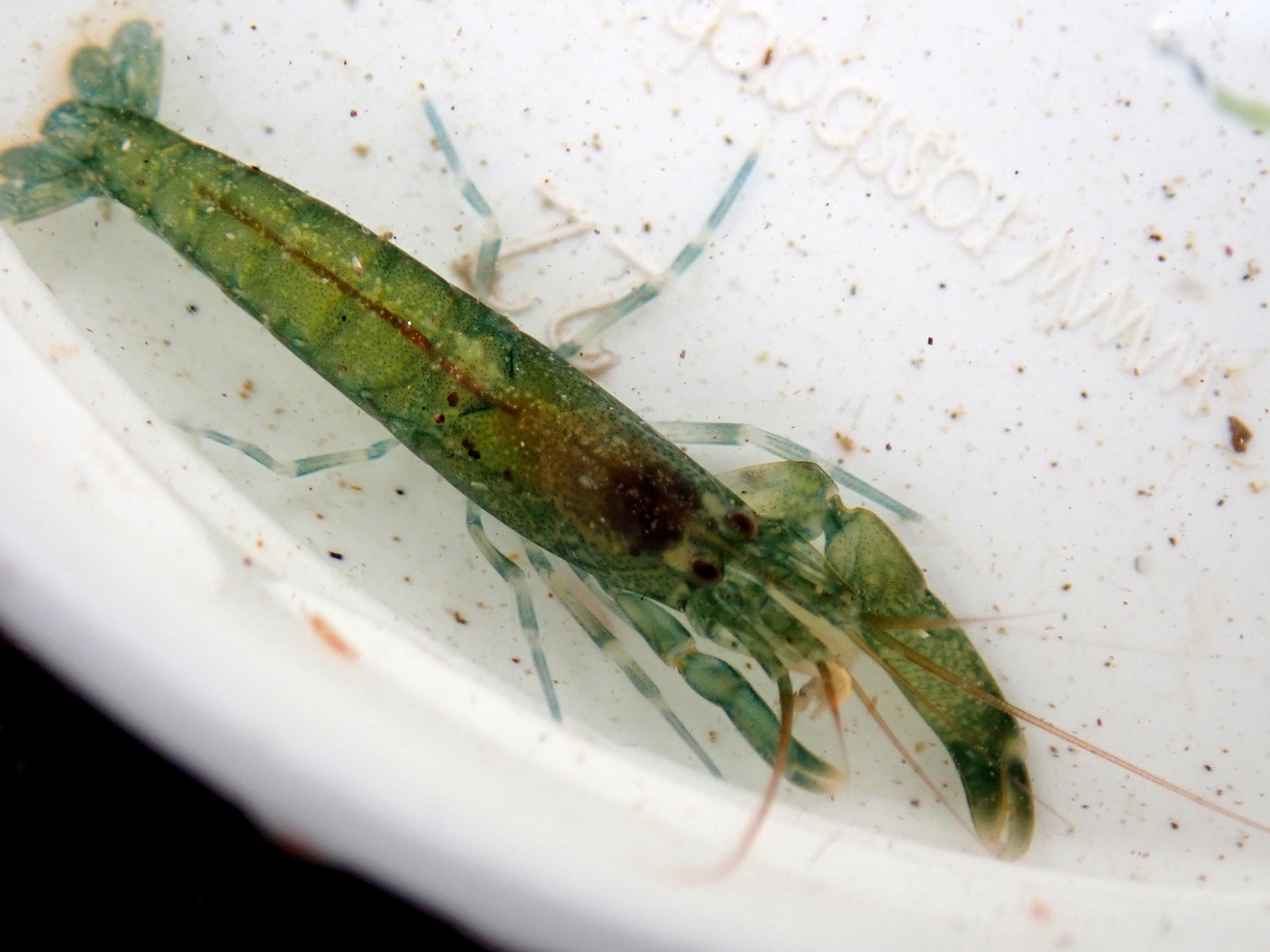 On the way to the shore we found this vivid green prawn with a huge left claw - at first we thought it might be a snapping prawn, but it turned out to be an unusual colour variant of the more familiar hooded shrimp.