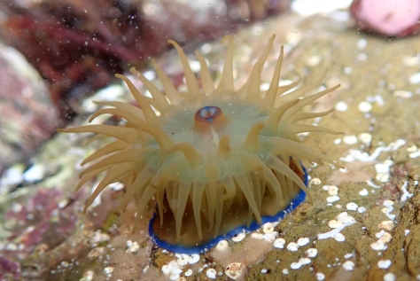 A rather green beadlet anemone with blue markings around its base and on its mouth.